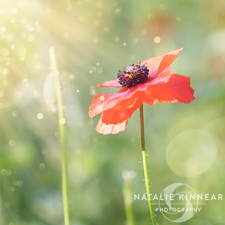 Dreamy Poppy by Natalie Kinnear