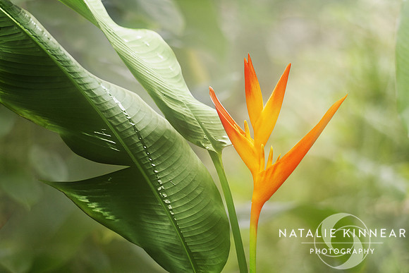 Tropical Flower