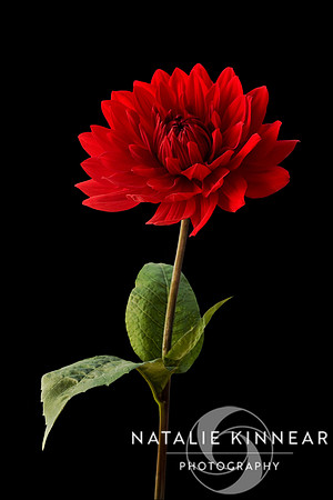 Red Dahlia Flower against Black Background