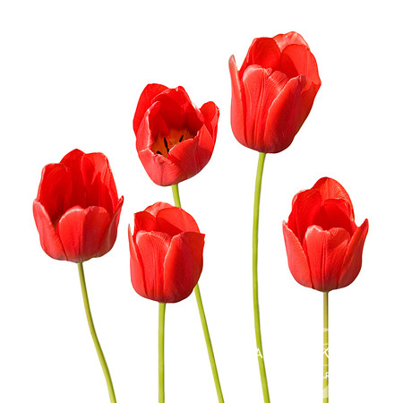 Red Tulips White Background