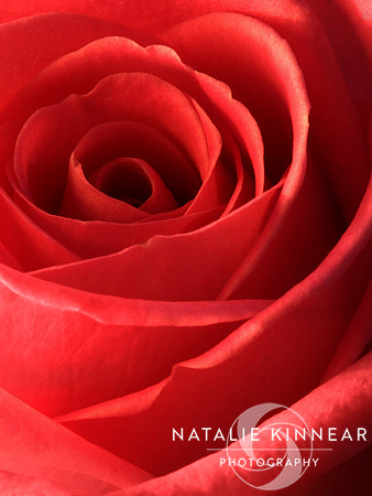 Romantic Red Rose