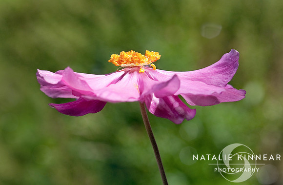 Sunlit Anemone Flower - Pamina