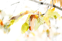 Autumn Leaves Abstract 1 by Natalie Kinnear