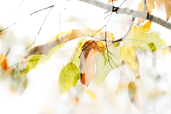 Autumn Leaves Abstract 1 by Natalie Kinnear