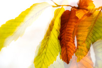 Autumn Leaves Abstract 2 by Natalie Kinnear