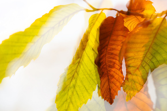 Autumn Leaves Abstract 2 by Natalie Kinnear