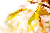 Autumn Leaves Abstract 3 by Natalie Kinnear