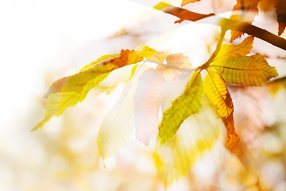 Autumn Leaves Abstract 3 by Natalie Kinnear
