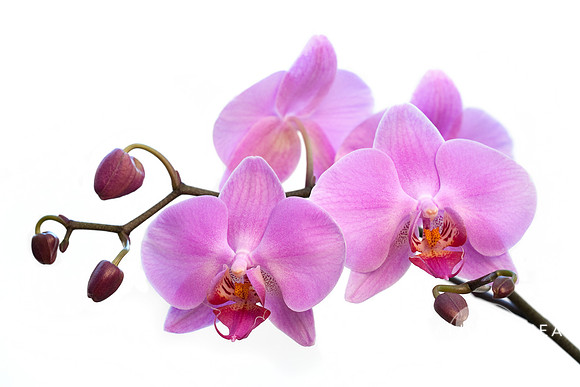 Orchid Flowers - Pink