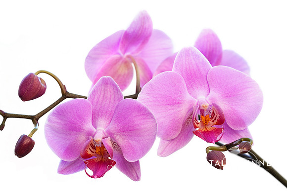Orchid Flowers II - Pink