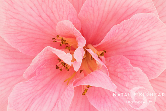 Camellia Flower Close Up Pink by Natalie Kinnear
