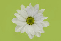 Gregarious in Green Minimalist Colourful Bloom by Natalie Kinnear