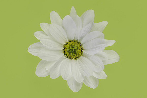 Gregarious in Green Minimalist Colourful Bloom by Natalie Kinnear