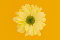 Mellow Yellow Minimalist Colourful Bloom by Natalie Kinnear