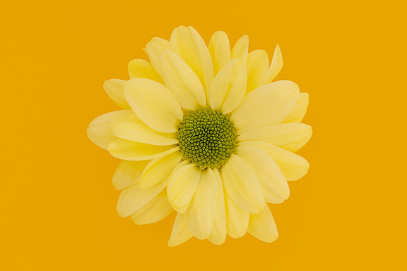Mellow Yellow Minimalist Colourful Bloom by Natalie Kinnear