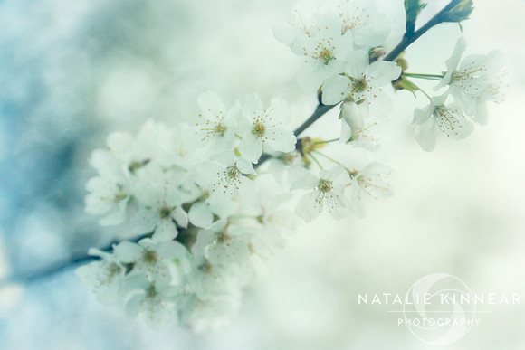 Nostalgic Blossom