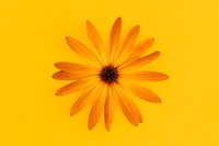 U Flower Orange Yellow Osteospermum against Yellow Background by Natalie Kinnear