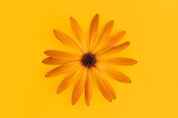 U Flower Orange Yellow Osteospermum against Yellow Background by Natalie Kinnear
