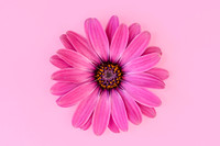 U Pink Osteospermum Flower against Pink Background by Natalie Kinnear