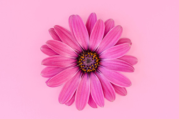 U Pink Osteospermum Flower against Pink Background by Natalie Kinnear