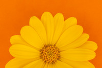 Sunshine Flower Minimalist Colourful Bloom by Natalie Kinnear U