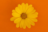Summer Vibes Minimalist Colourful Bloom by Natalie Kinnear