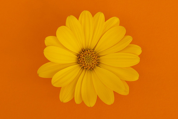 Summer Vibes Minimalist Colourful Bloom by Natalie Kinnear