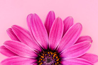Pink Petalled Study Minimalist Colourful Bloom by Natalie Kinnear U