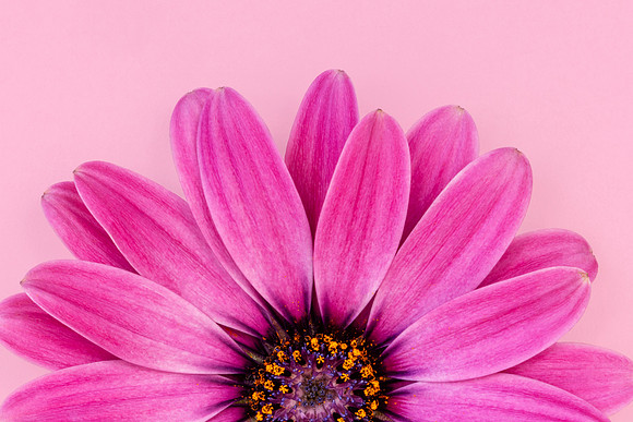 Pink Petalled Study Minimalist Colourful Bloom by Natalie Kinnear U