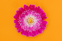 Colourful Sensation Minimalist Colourful Bloom by Natalie Kinnear U