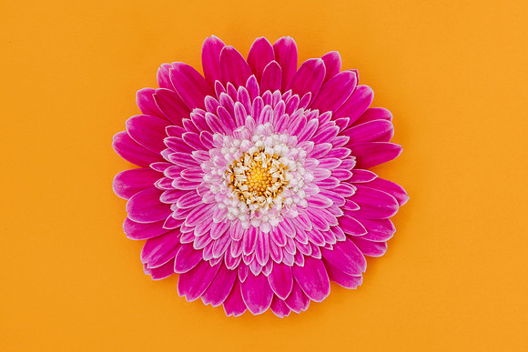 Colourful Sensation Minimalist Colourful Bloom by Natalie Kinnear U