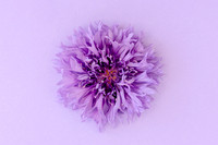 Pretty in Purple Minimalist Colourful Bloom by Natalie Kinnear