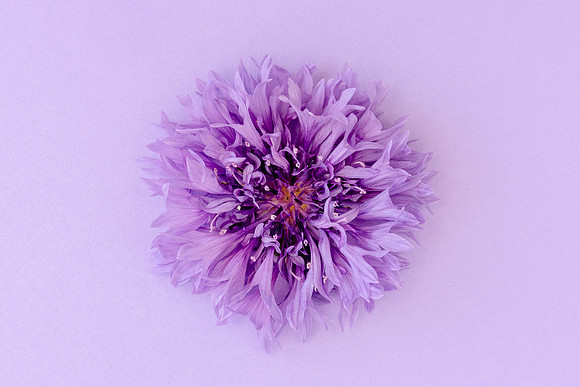 Pretty in Purple Minimalist Colourful Bloom by Natalie Kinnear