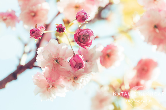 Dreamy Sunlit Blossom by Natalie Kinnear
