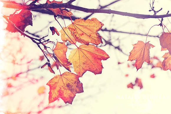 Autumn Wonder - Natalie Kinnear Photography