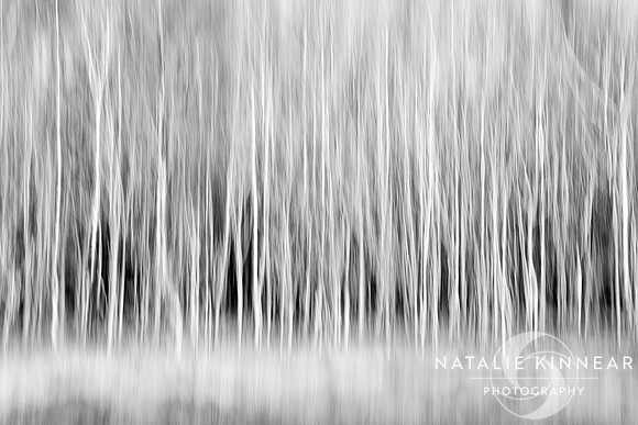 Forest Trees Abstract in Black and White - Natalie Kinnear Photography - Print and Canvas Wall Art