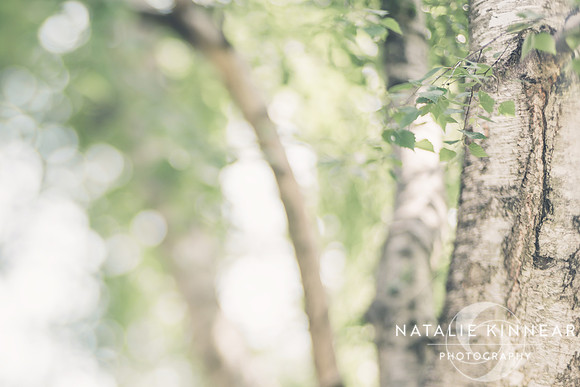 Peaceful Nature - Natalie Kinnear Photography