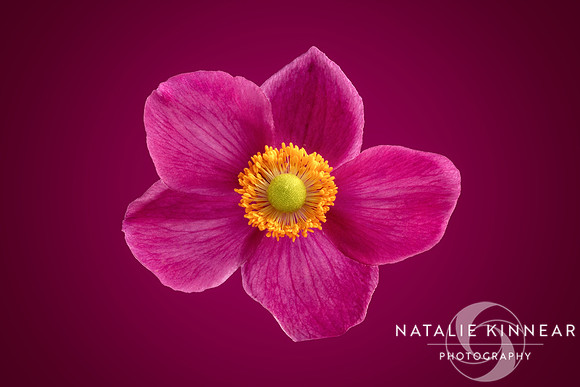 Pink Anemone Flower against Deep Pink Background by Natalie Kinnear