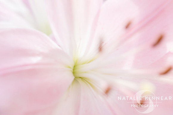 Pale Pink Lily Abstract by Natalie Kinnear