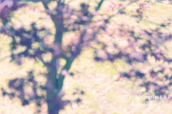Imagine Me a Tree - Natalie Kinnear Photography - Print and Canvas Wall Art