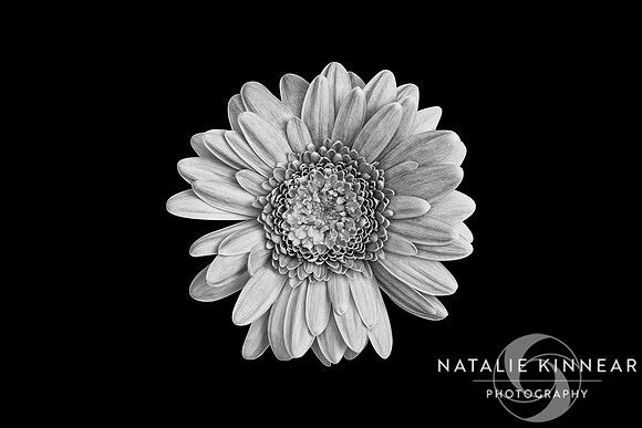 Simply Flower by Natalie Kinnear Photography