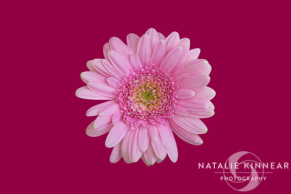 Pink Chrysanthemum by Natalie Kinnear Photography