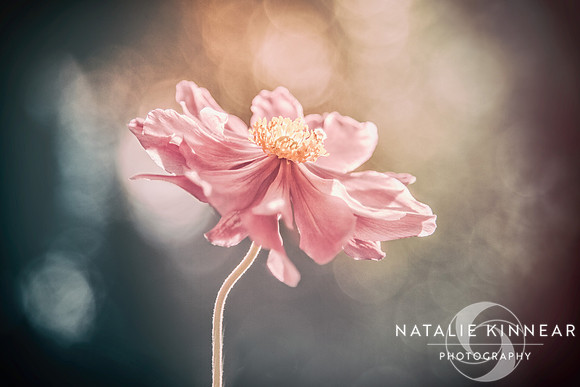 Sunlit Anemone by Natalie Kinnear Photography