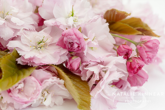Pink Blossom White Background by Natalie Kinnear