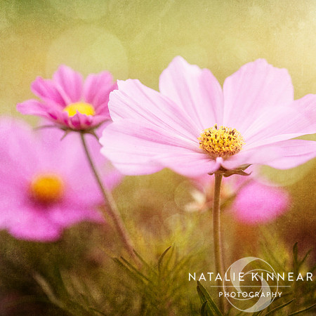 Cosmos by Natalie Kinnear