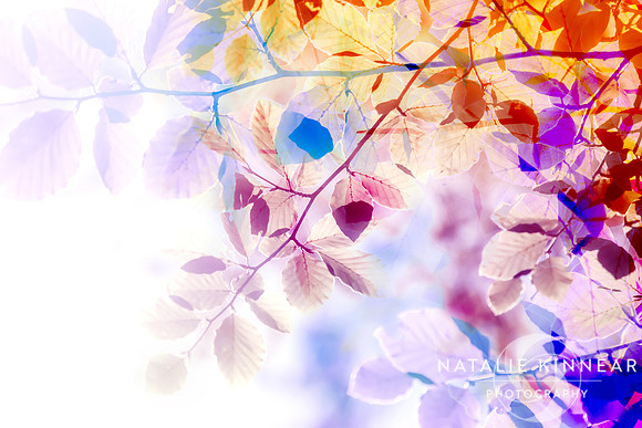 Nature Bright 2 by Natalie Kinnear