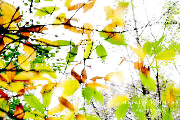 Leaves Splash Abstract 1 of 3 Natalie Kinnear Photography - Print and Canvas Wall Art