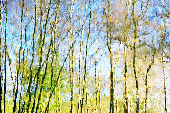 Tree Reflections Abstract - Natalie Kinnear Photography - Print and Canvas Wall Art