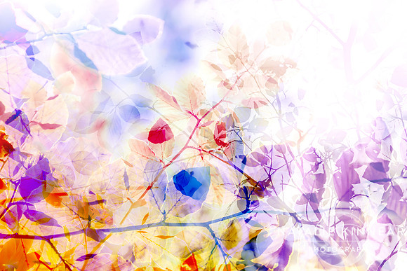 Nature Bright 1 by Natalie Kinnear