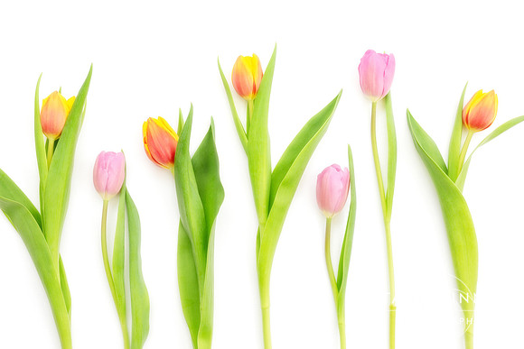 Light and Bright Tulips by Natalie Kinnear